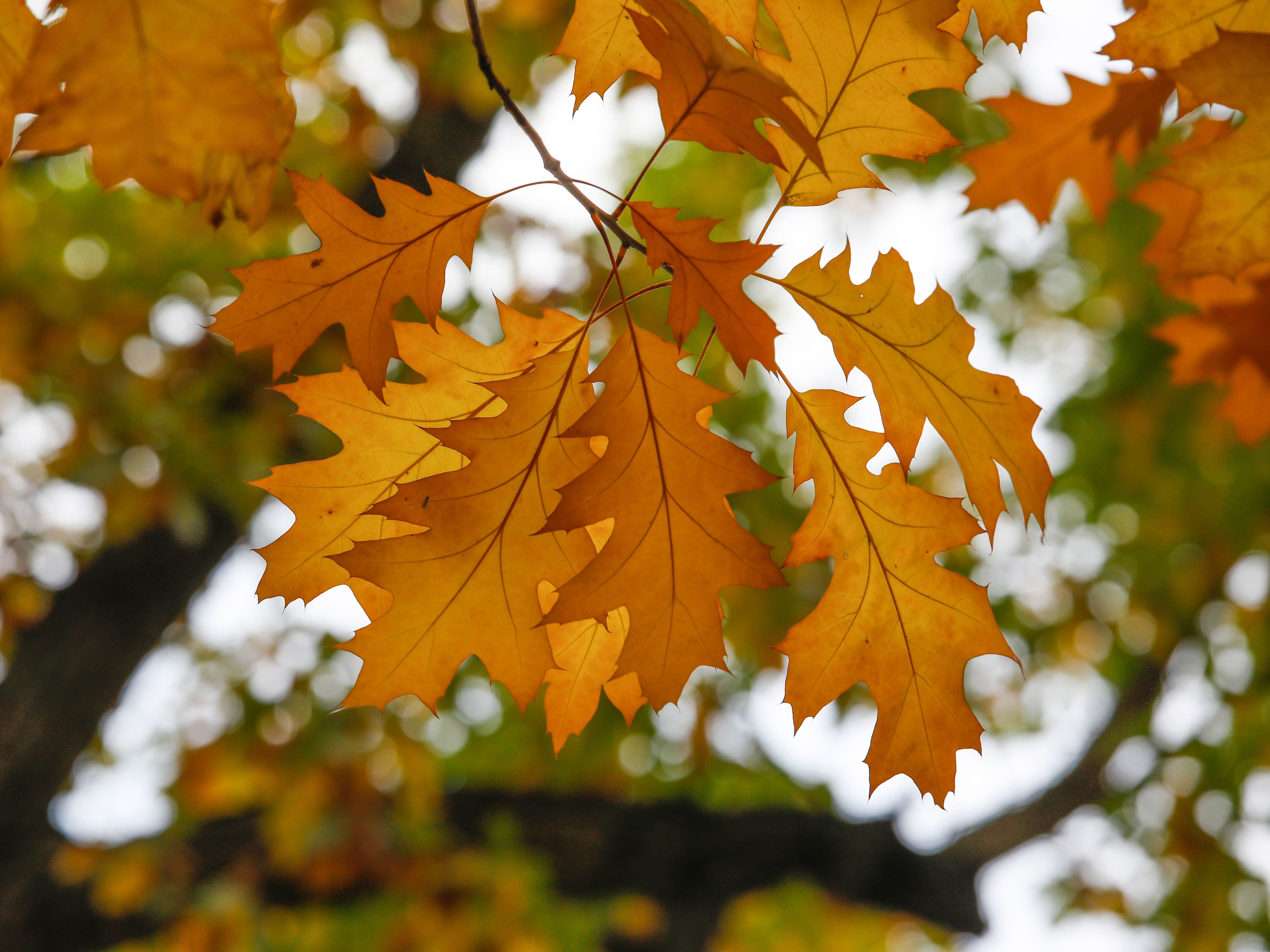 caption: As inspiration for all trees preparing their autumnal hues, here's a beautiful red oak photographed in Berlin's Kreuzberg district on October 28, 2020.
