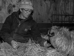 caption: Mickey Willenbring tends to one of her Navajo-Churro sheep at Dot Ranch in Scio, Ore.