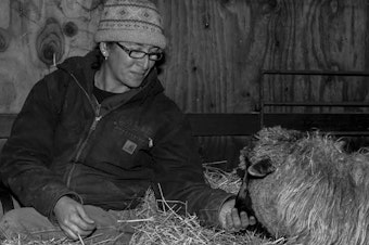 caption: Mickey Willenbring tends to one of her Navajo-Churro sheep at Dot Ranch in Scio, Ore.