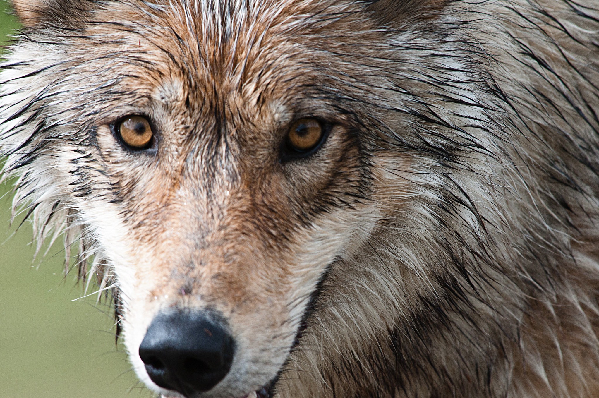 caption: A gray wolf