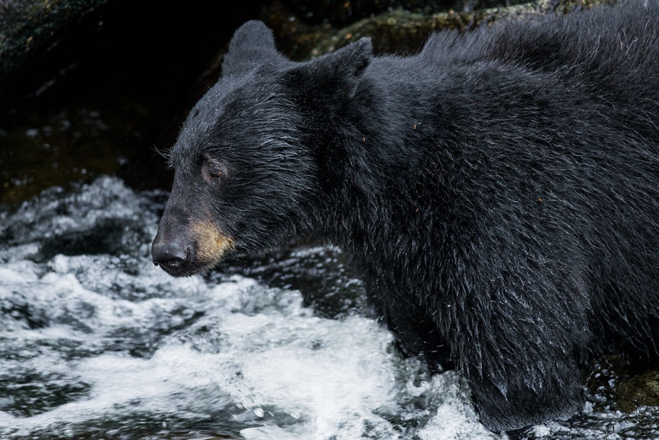 caption: FILE: Wild black bear at Anan Bear Observatory on the Wrangell District of the Tongass National Forest, Alaska. 