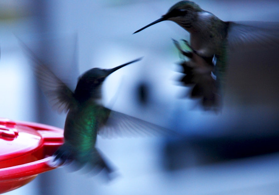 caption: Two hummingbirds, not willing to share space at a feeder. Hummingbirds often fight or chase each other away in competition for food and territory. 