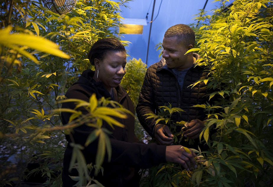 caption: Joy Hollingsworth, left, and Raft Hollingsworth III stand in their cloning greenhouse on Thursday, January 18, 2018, at The Hollingsworth Cannabis Company in Mason County. Tap or click on the first image to see more.