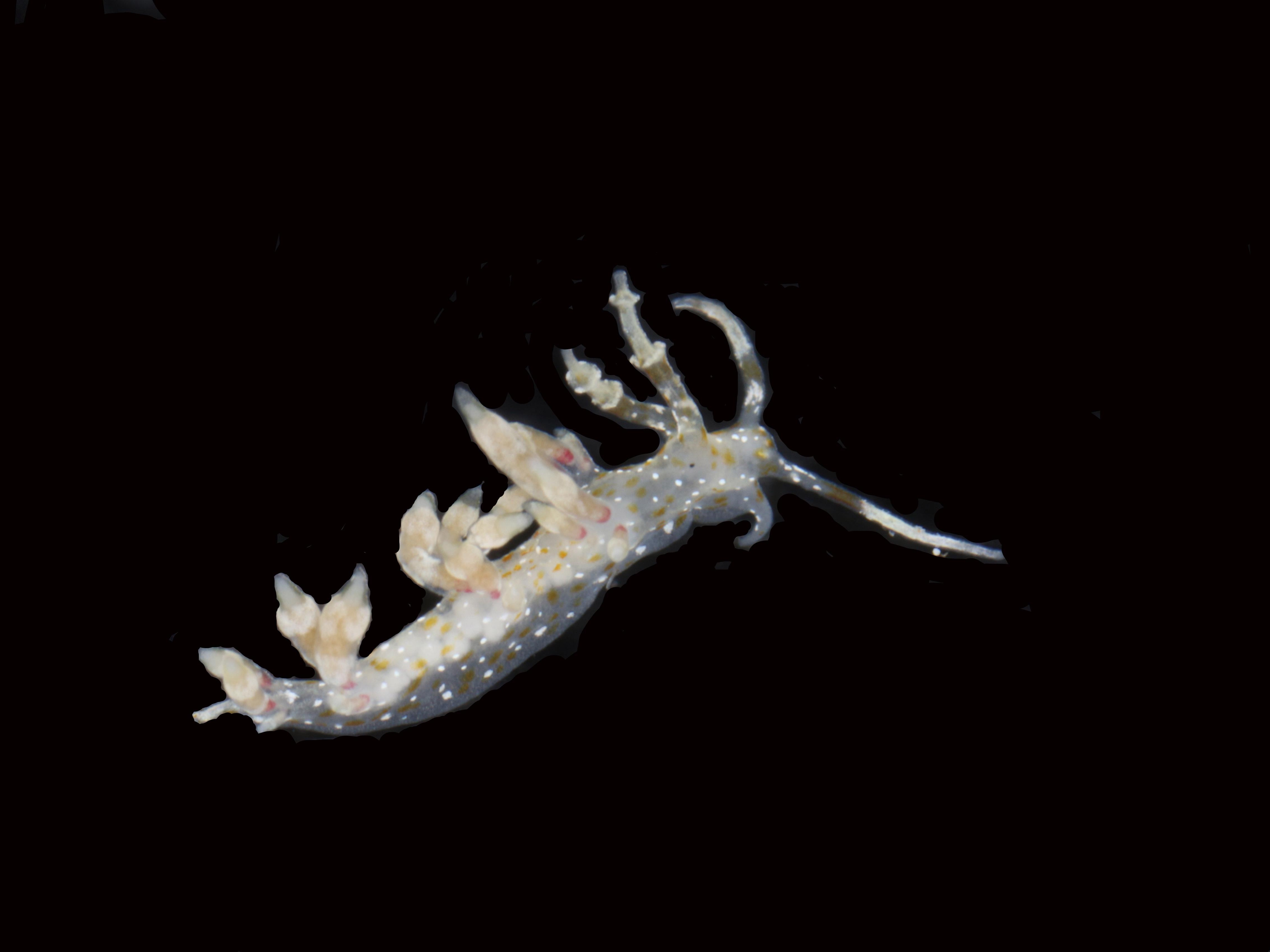 caption: A potentially new species discovered.