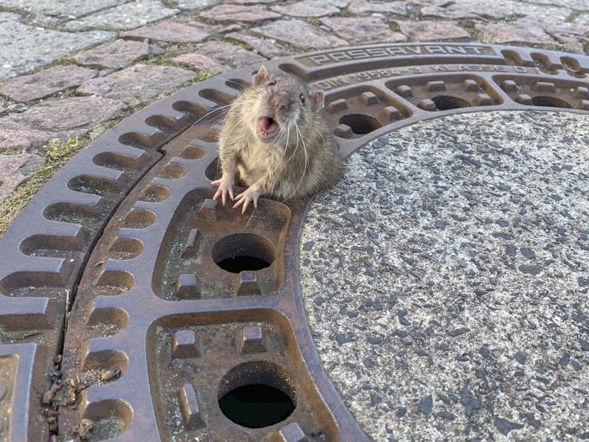 caption: A plump rat stuck in a manhole cover spurred volunteer firefighters and animal rescue workers to act in Bensheim, Germany, over the weekend.