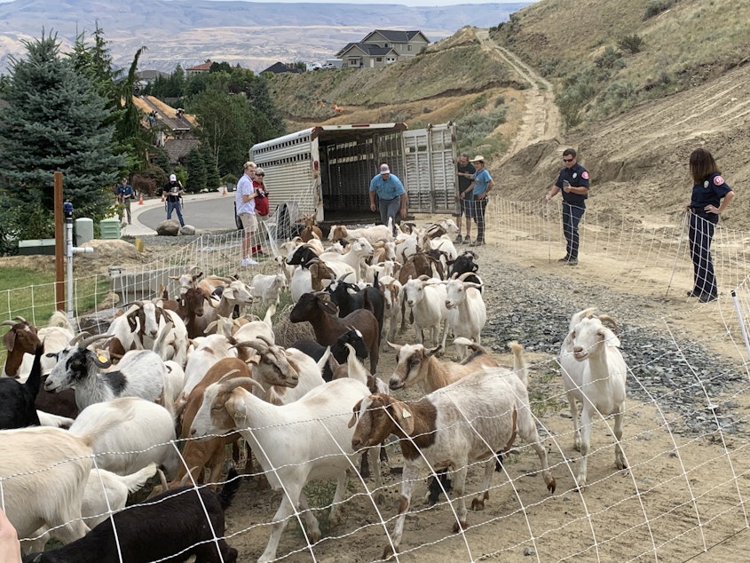 caption: The herd from Billy's Goats are unloaded from a trailer in the Broadview neighborhood of Wenatchee.