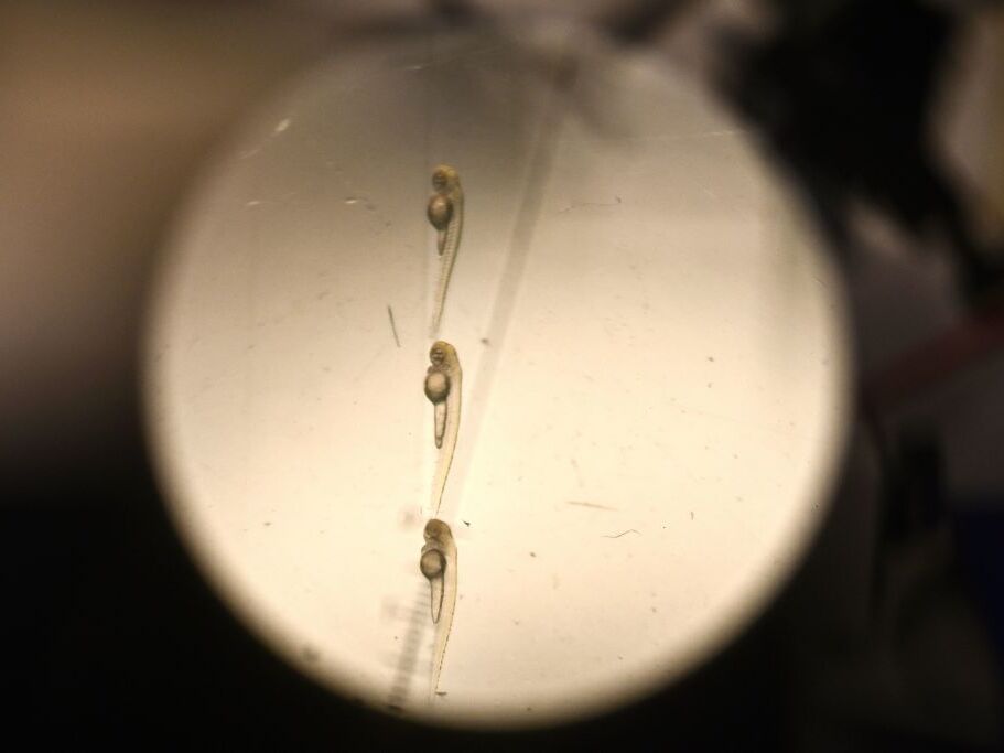 caption: Zebrafish larvae through a microscope in a laboratory at the Pasteur Institute in Paris in 2023.