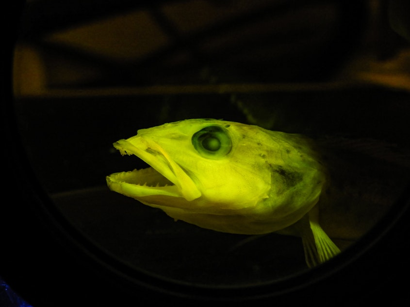 caption: A lingcod under fluorescent light