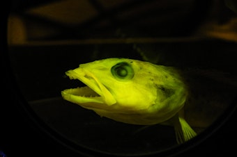 caption: A lingcod under fluorescent light