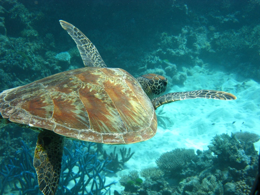 caption: A turtle swims in the Great Barrier Reef.