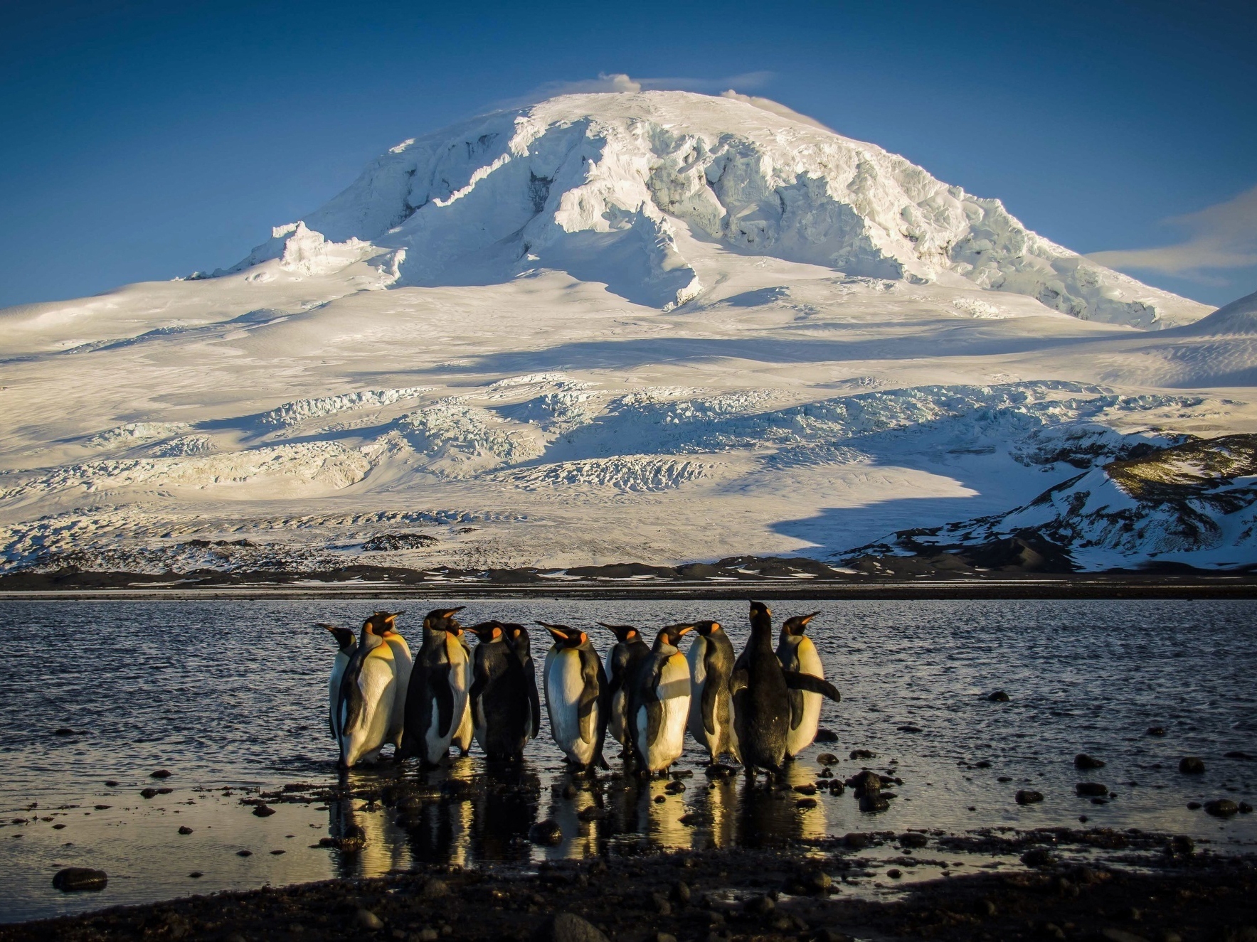 caption: Penguins stand on the shores of Corinthian Bay in the Australian territory of Heard Island, one of the targets of the Trump administration's sweeping set of tariffs.