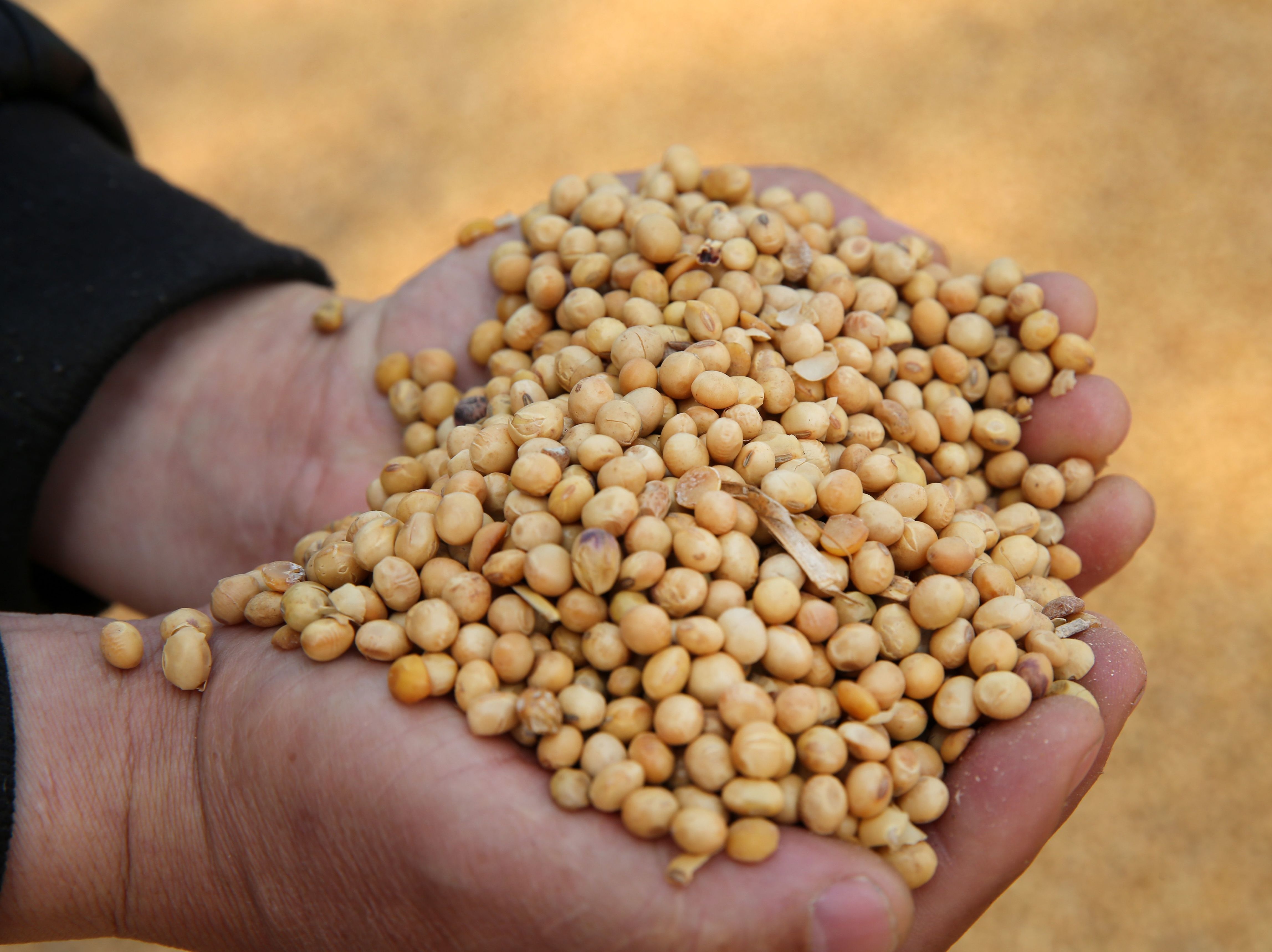 caption: A worker at the port in Nantong, in China's eastern Jiangsu province, displays soybeans imported from Ukraine. Imports of soybeans from the U.S., once China's biggest supplier, have dropped massively since a trade war between the US and China began in 2018.