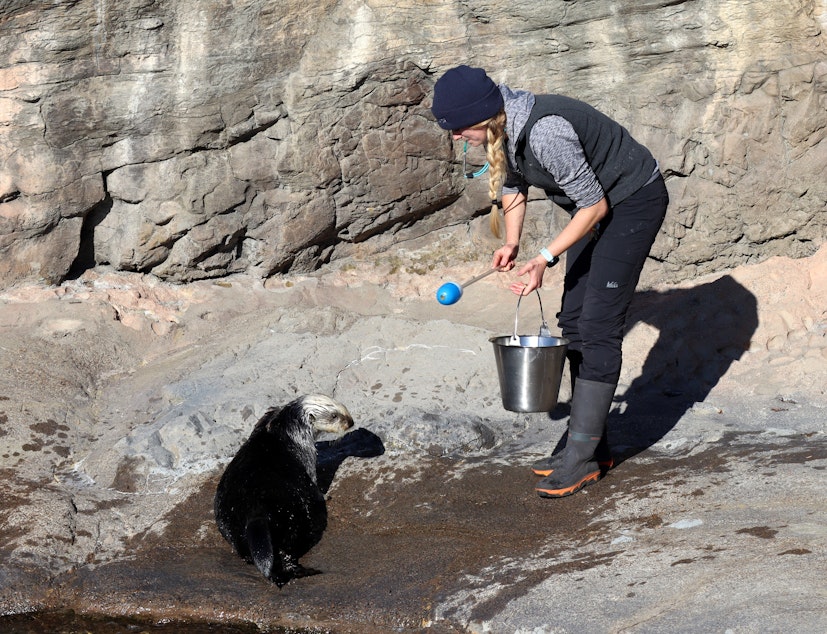caption: Assistant Curator of Marine Mammals Brittany Blades at the Oregon Coast Aquarium sea otter facility, which is asking donors' help to expand.