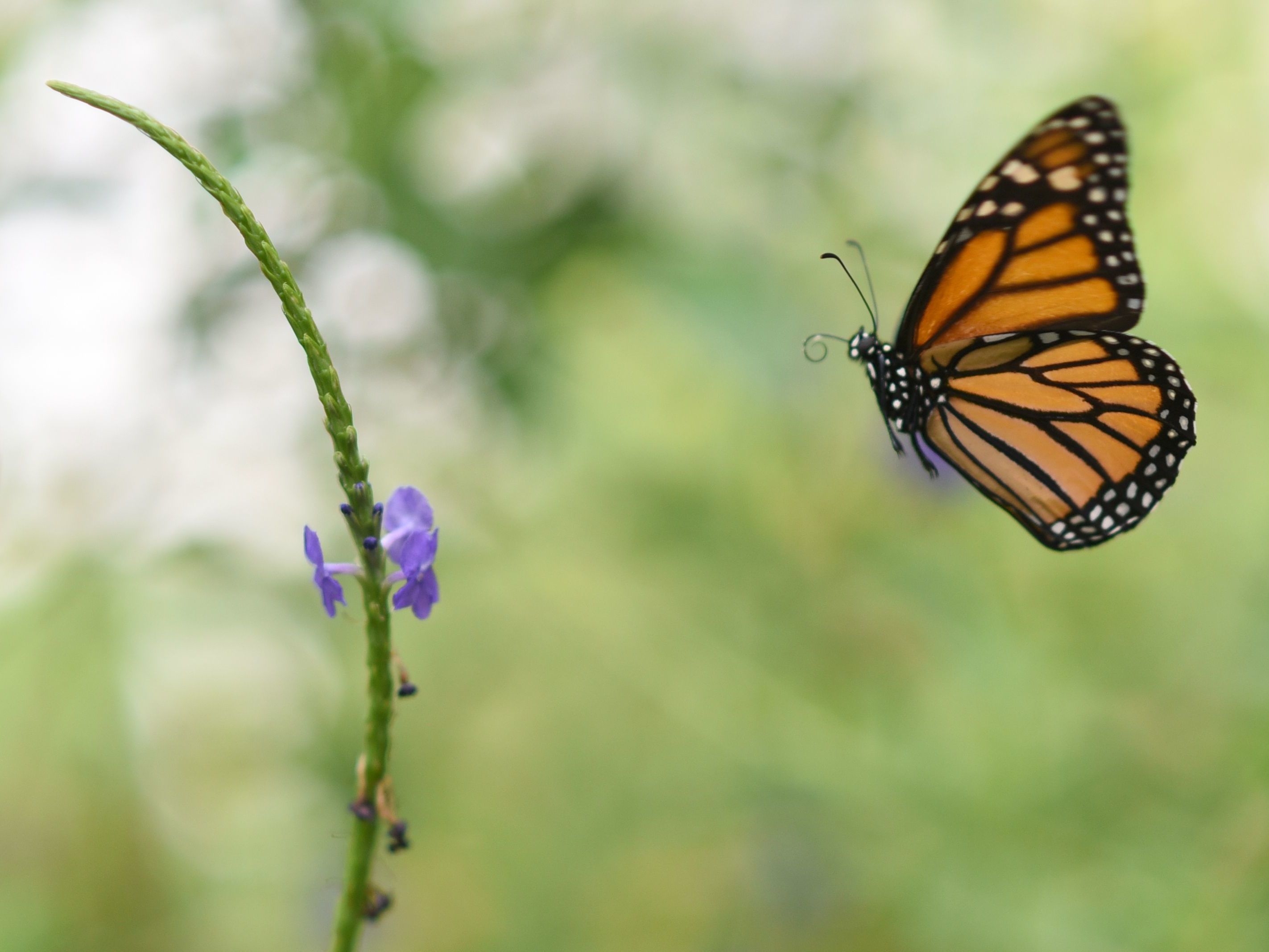 caption: Millions of monarch butterflies arrive each year in Mexico after travelling, in some cases, thousands of miles from the United States and Canada.
