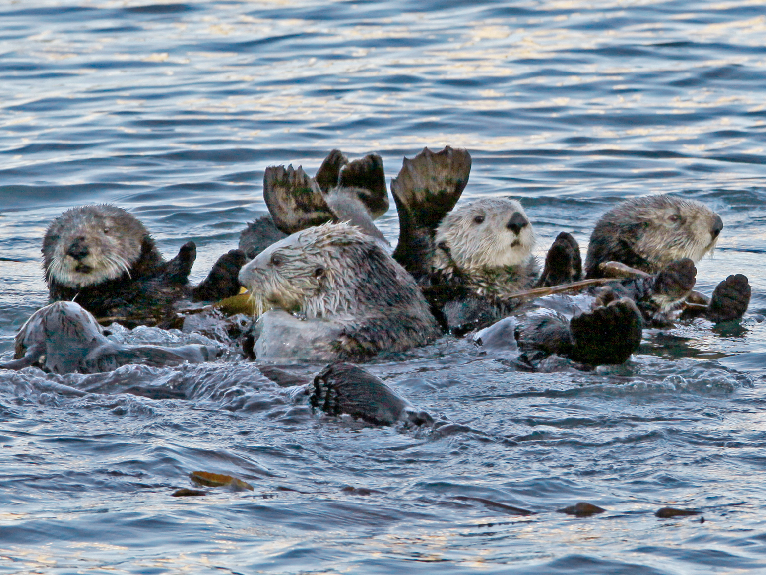 caption: A group of sea otters gather in Morro Bay, Calif., in 2010. It's been more than a century since sea otters were hunted to near extinction along the U.S. West Coast. The animals were successfully reintroduced along the Washington, British Columbia and California coasts, but an attempt to bring them back to Oregon in the early 1970s failed. A local nonprofit is advocating for another attempt.