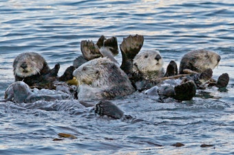 caption: A group of sea otters gather in Morro Bay, Calif., in 2010. It's been more than a century since sea otters were hunted to near extinction along the U.S. West Coast. The animals were successfully reintroduced along the Washington, British Columbia and California coasts, but an attempt to bring them back to Oregon in the early 1970s failed. A local nonprofit is advocating for another attempt.