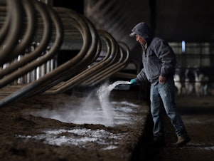 caption: A Guatemalan immigrant worker spreads lime while preparing fresh bedding for the cows at Stein Family Farms in Caledonia, N.Y on Mar. 8, 2017.