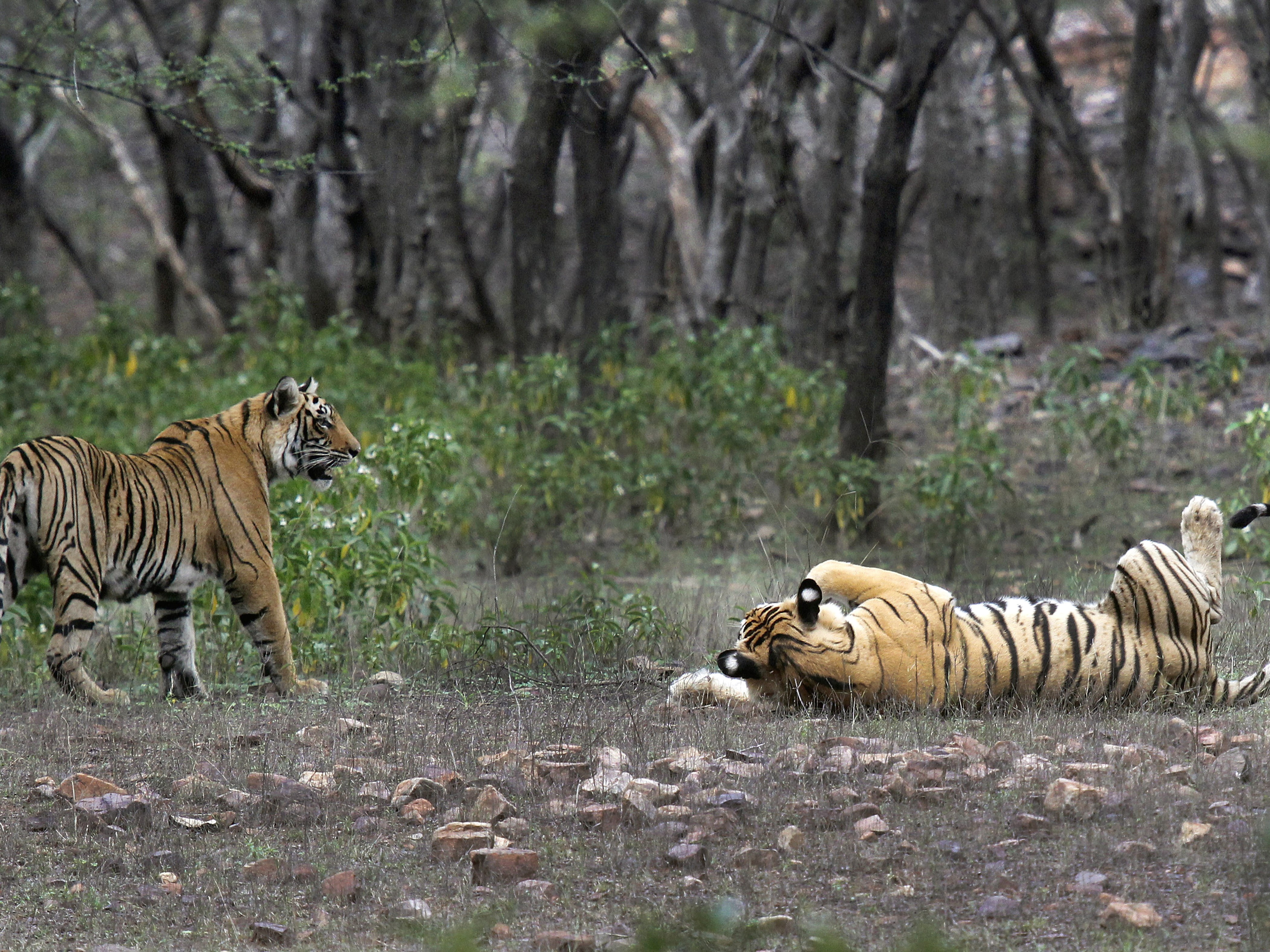 caption: Tigers are visible at the Ranthambore National Park in Sawai Madhopur, India.
