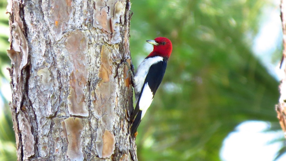 caption: Red-headed woodpecker