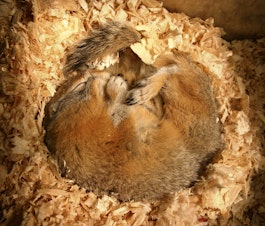 caption: Arctic ground squirrels can hibernate for up to eight months of the year. 