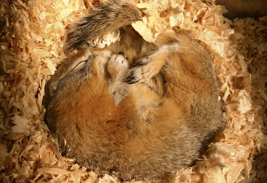caption: Arctic ground squirrels can hibernate for up to eight months of the year. 