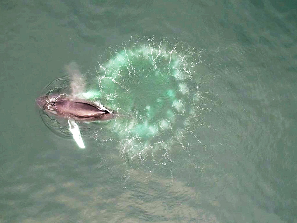 caption: Humpback whales blow spiraling circles of bubbles to create underwater nets for their tiny prey, krill. 