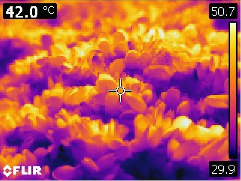 caption: A thermal image of heat-killed mussels in West Vancouver, B.C., on June 28. The color scale shows the range of temperatures (85.8F - 123.3F) captured in the image. 