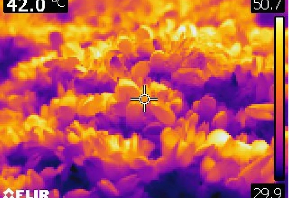 caption: A thermal image of heat-killed mussels in West Vancouver, B.C., on June 28. The color scale shows the range of temperatures (85.8F - 123.3F) captured in the image.