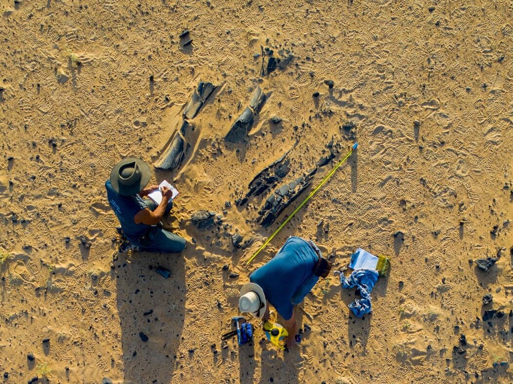 caption: Paleontologists Paul Sereno and Dan Vidal take notes on a massive hind limb of a new long-necked dinosaur, its femur measuring nearly 2m in length, at the Jenguebi dig site in Niger in November 2022.