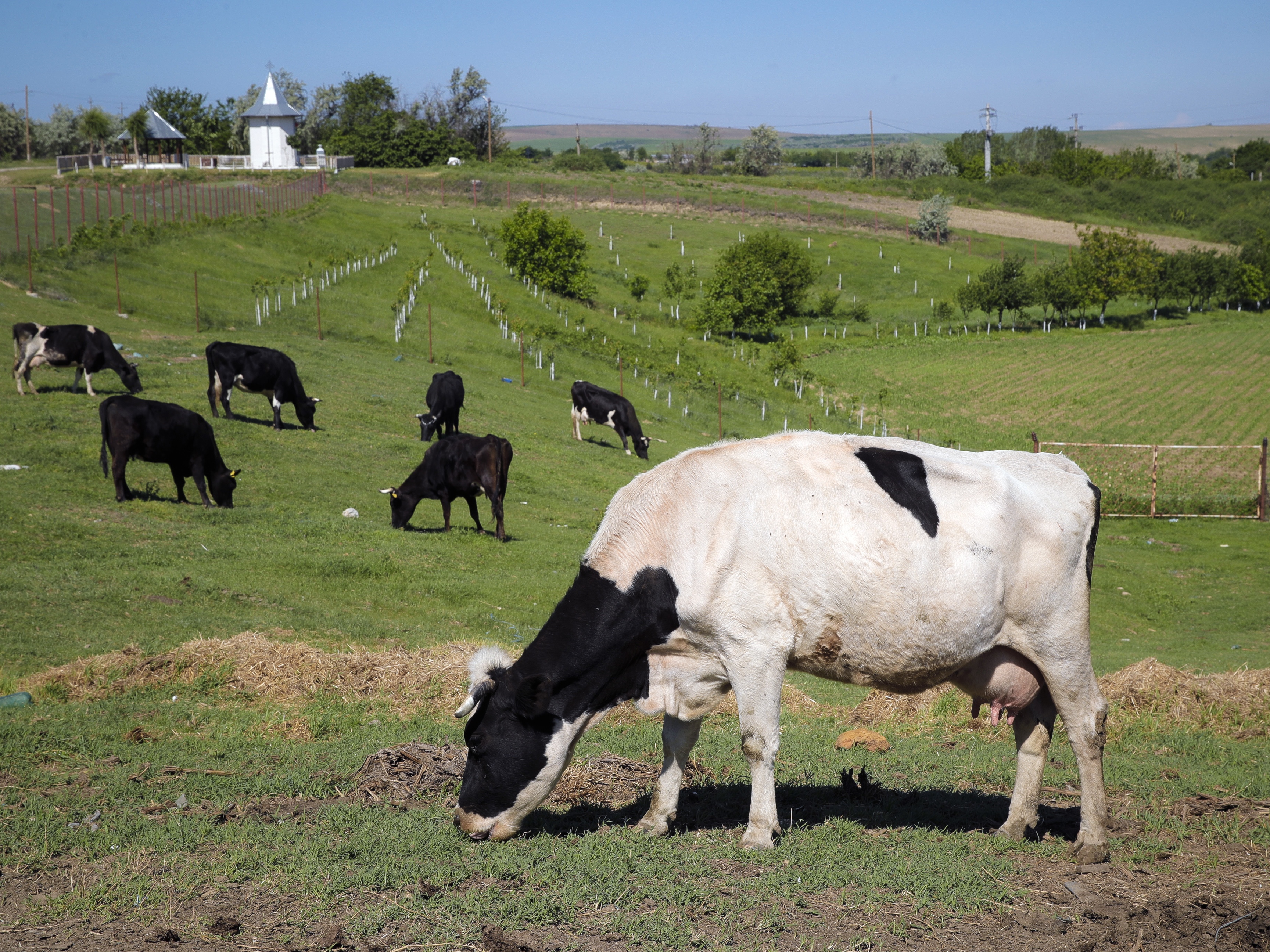 caption: Cows graze in a field in Luncavita, Romania, in this file photo. Denmark will impose cattle farmers with a tax on livestock carbon dioxide emissions starting in 2030, claiming it will be the first country to do so in a move to reduce greenhouse gas emissions from each of its cows.