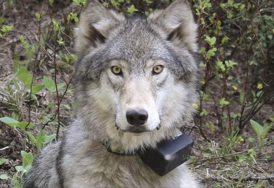 caption: <p>Oregon Gov. Kate Brown has told conservation groups that she is confident of the thoroughness of a state investigation into the shooting of a wolf near La Grande.&nbsp;</p>