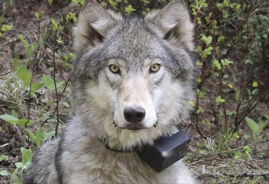 caption: <p>Oregon Gov. Kate Brown has told conservation groups that she is confident of the thoroughness of a state investigation into the shooting of a wolf near La Grande. </p>