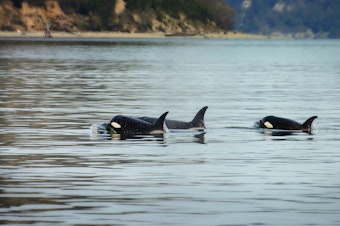 caption: Orcas in the Puget Sound.
