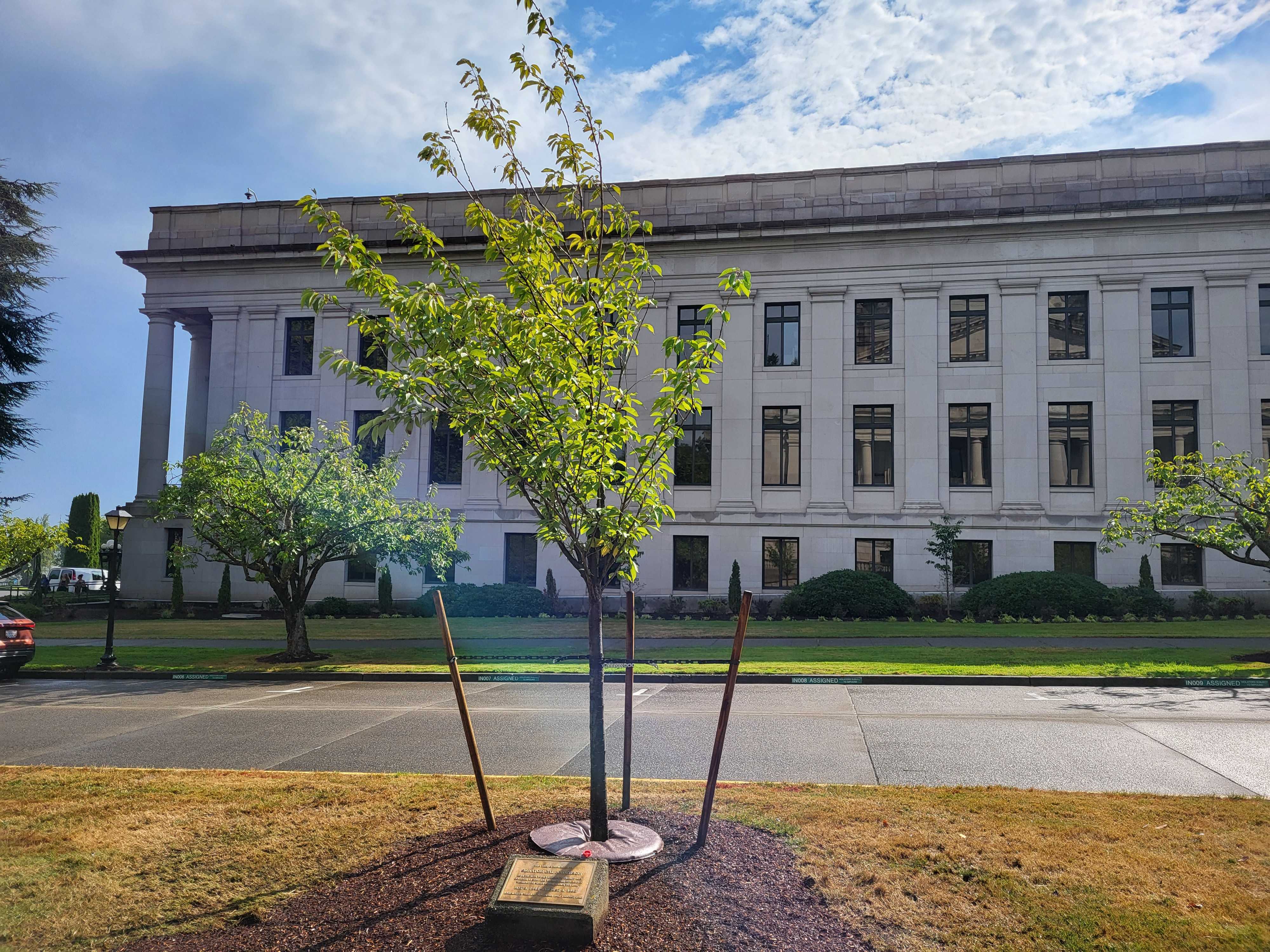 caption: The plaque sitting at the base of the tree reads: "This tree is dedicated to Senator Cal Anderson as a tribute to his integrity, dignity, and courage in striving to make all citizens of Washington equal under the law."