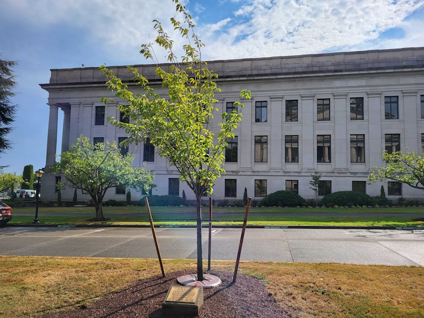 caption: The plaque sitting at the base of the tree reads: "This tree is dedicated to Senator Cal Anderson as a tribute to his integrity, dignity, and courage in striving to make all citizens of Washington equal under the law."