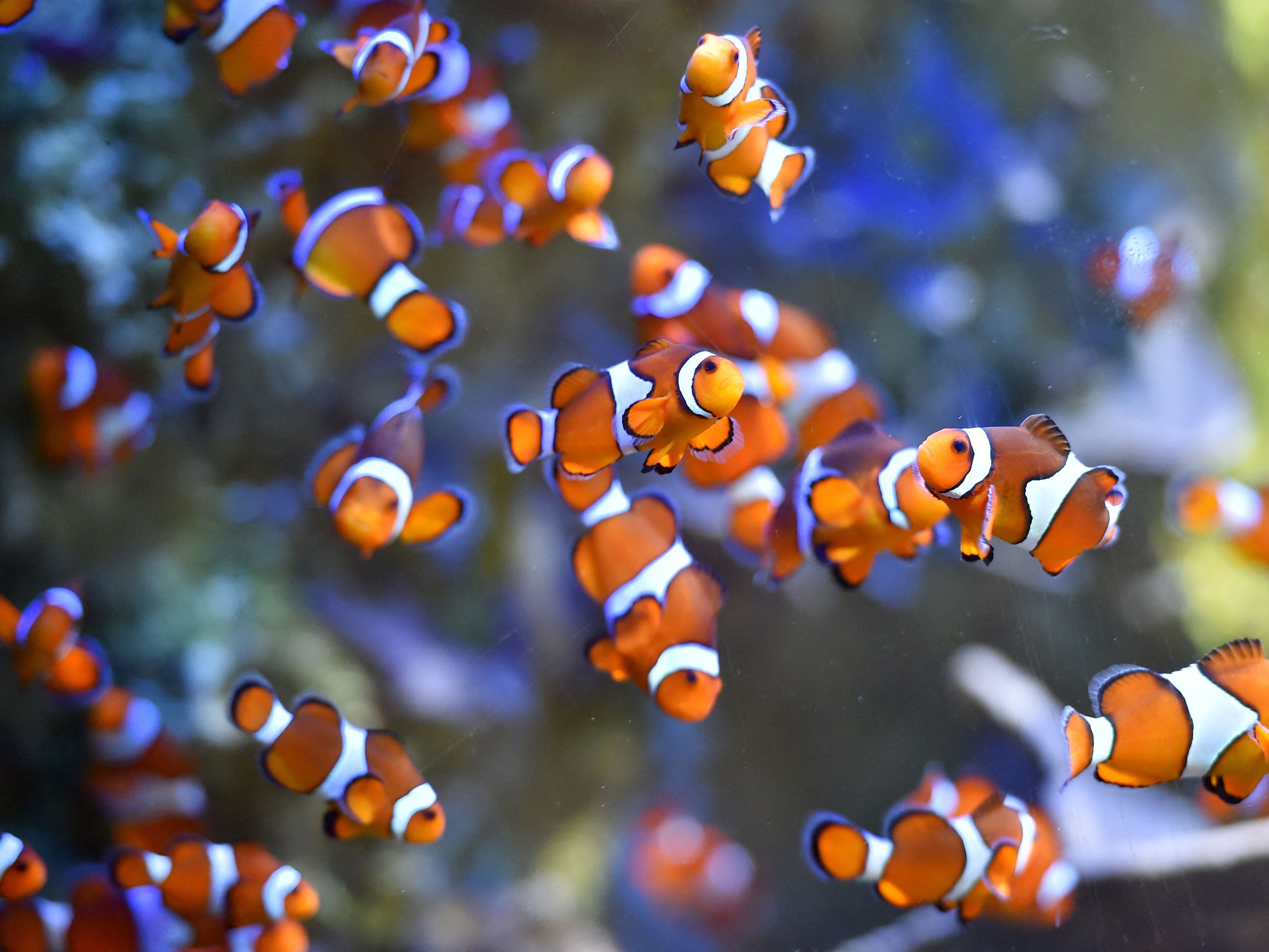 caption: Clownfish swim at the Ocearium in Le Croisic, western France, on December 6, 2016.