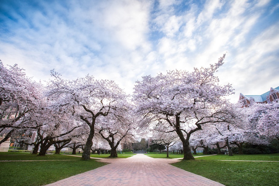 caption: University of Washington's quad with cherry trees in full bloom. 