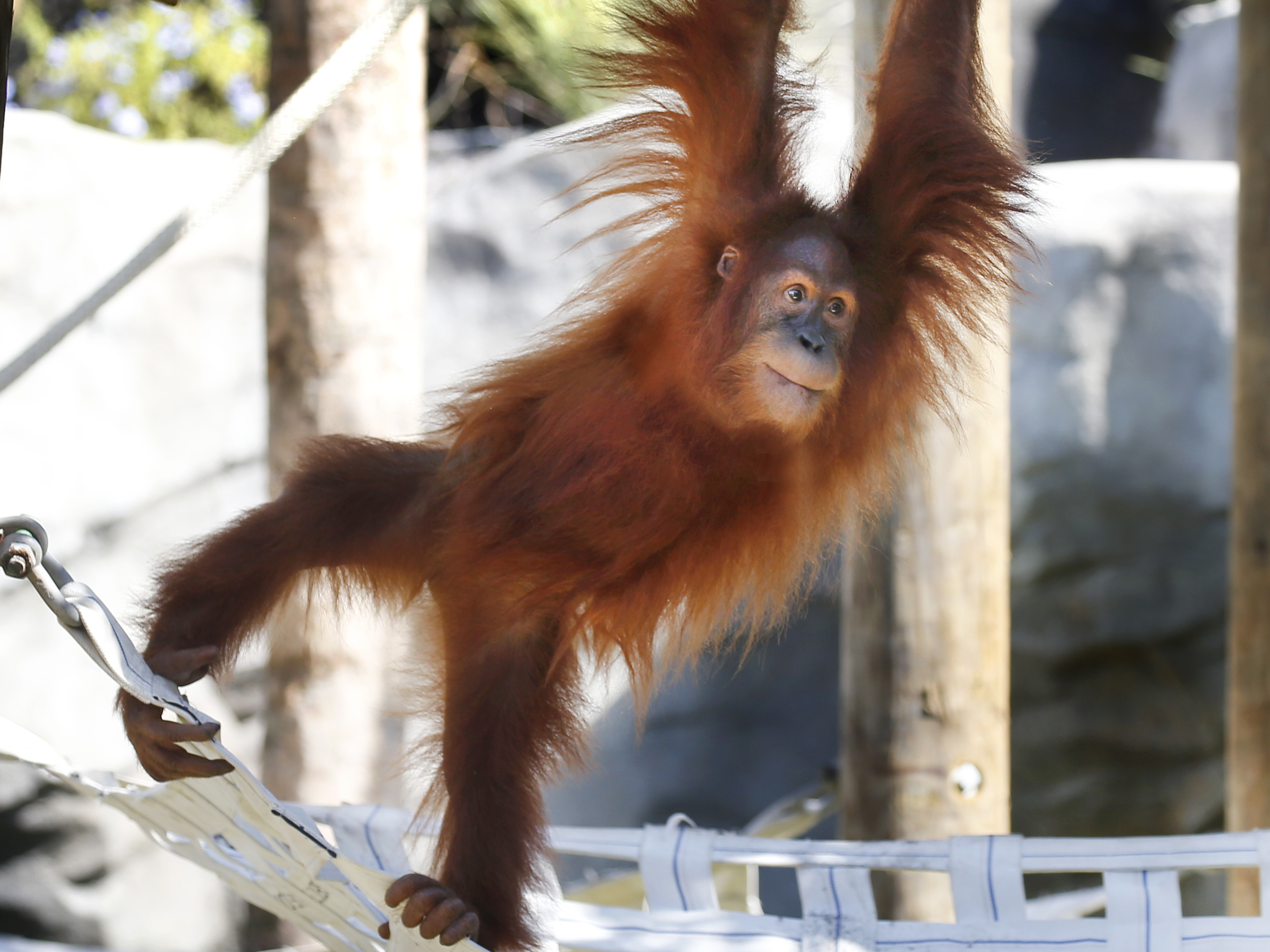 caption: Menari, the critically endangered Sumatran orangutan, is seen climbing in her enclosure at the Audubon Zoo in New Orleans. The zoo announced Thursday that Menari is pregnant with twins.