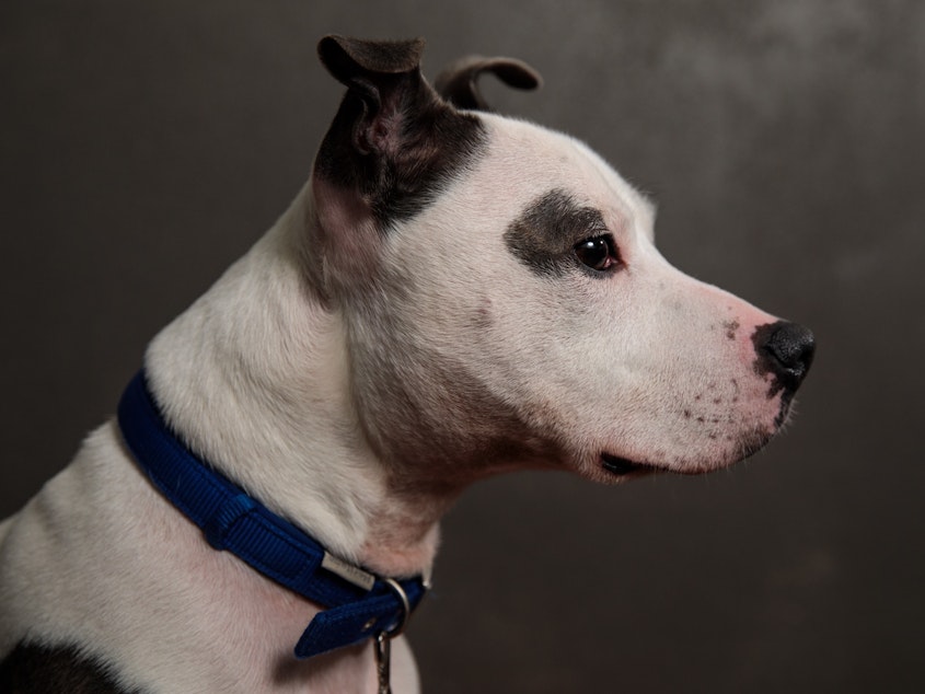 caption: The FDA sent a warning letter to Midwestern Pet Foods after an inspection found high levels of aflatoxin in their food and poor food safety programs. Here, a Staffordshire Bull Terrier is pictured.