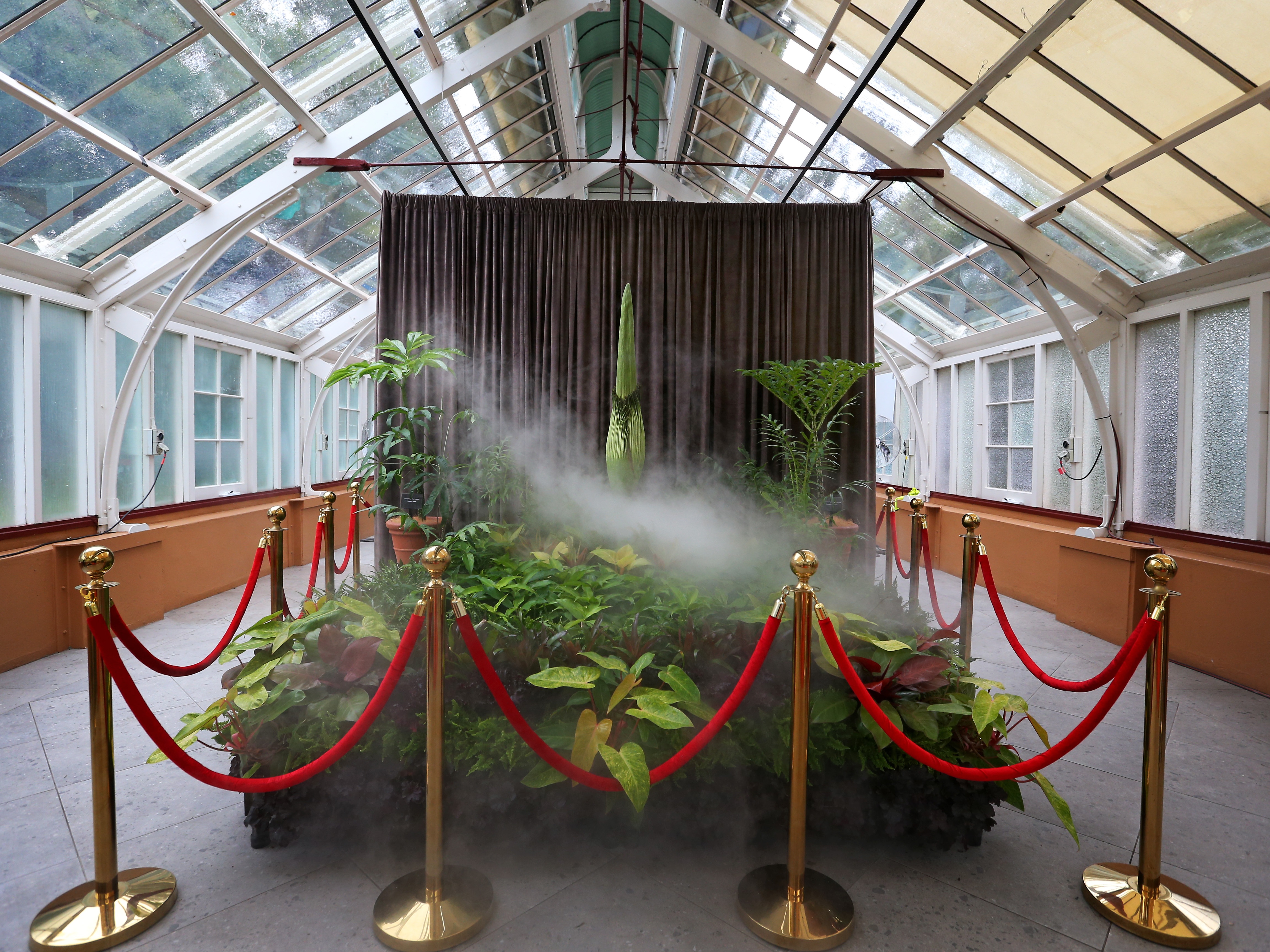 caption: A corpse flower, affectionately named "Putricia," goes on public display as it prepares to flower at Royal Botanic Garden Sydney on Jan. 18 in Sydney. An <em>amorphophallus titanum</em> flower is renowned for its foul odor reminiscent of rotting flesh.