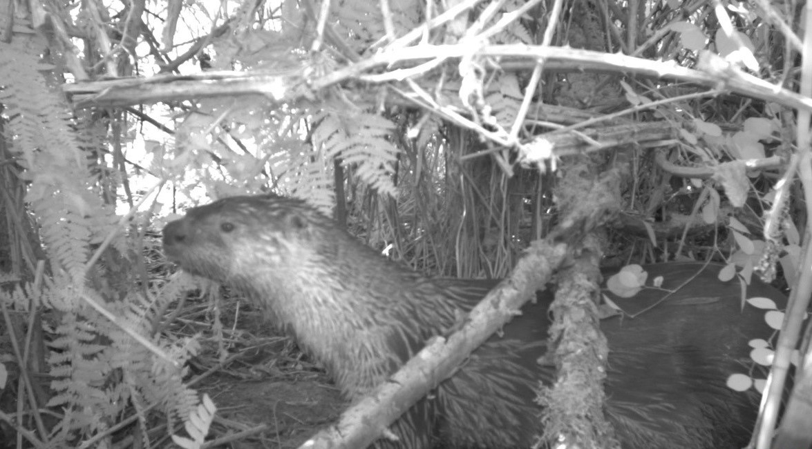 KUOW - Super-bacteria showing up in Puget Sound wildlife – from orcas