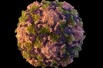 caption: This 2014 illustration made available by the U.S. Centers for Disease Control and Prevention depicts a polio virus particle. On Thursday, July 21, 2022, New York health officials reported a polio case, the first in the U.S. in nearly a decade. (Sarah Poser, Meredith Boyter Newlove/CDC via AP)