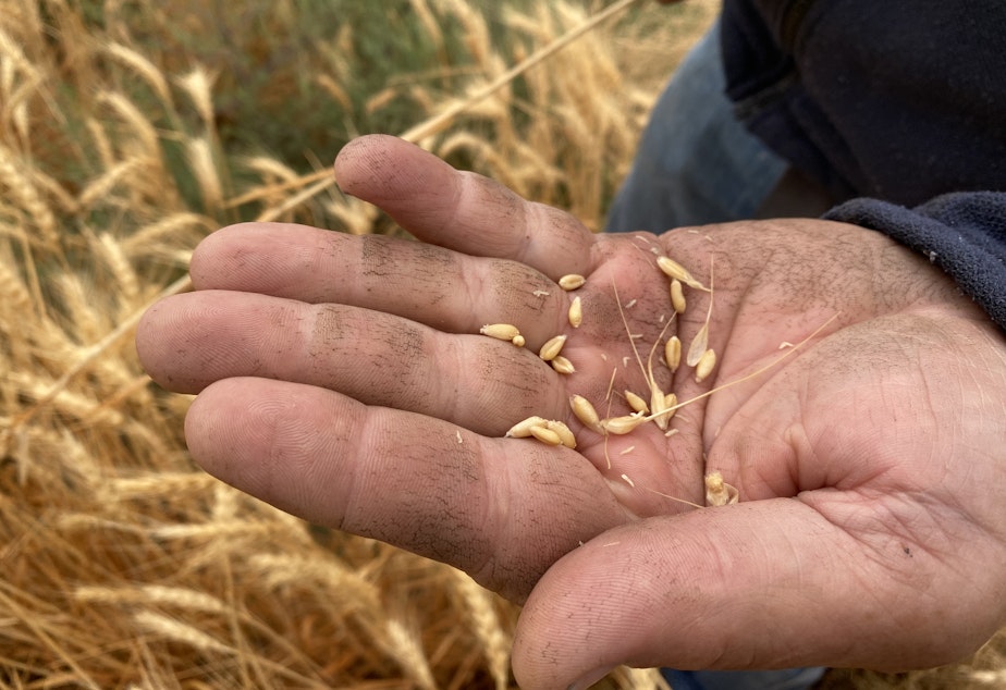 Windust, Washington. Many wheat farmers in Washington and Oregon will have a lighter crop this year than last due to early spring heat and little rain.