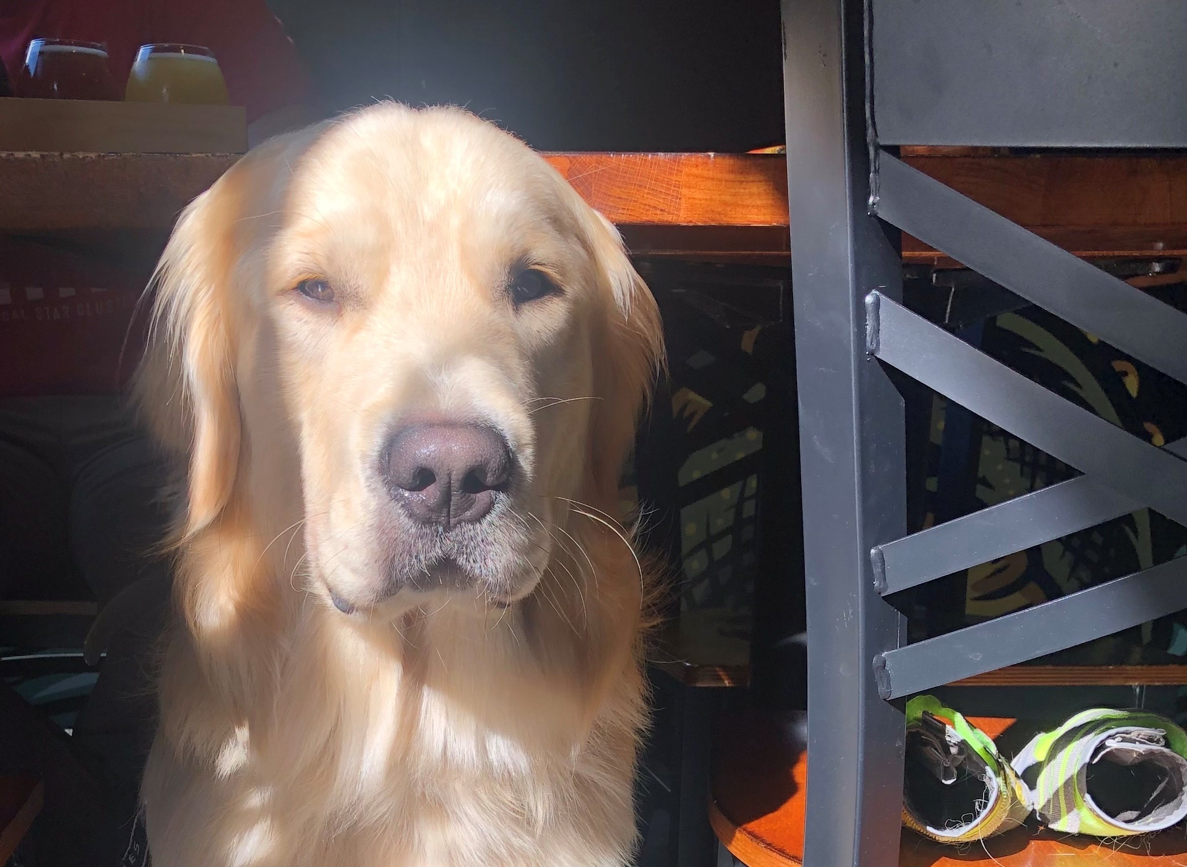 caption: Arlo the golden retriever