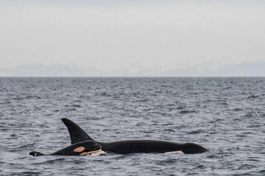 caption: Orca L77 swims with her newborn, L124, in the Strait of Juan de Fuca, with the Olympic Peninsula in the background, on Jan. 11.