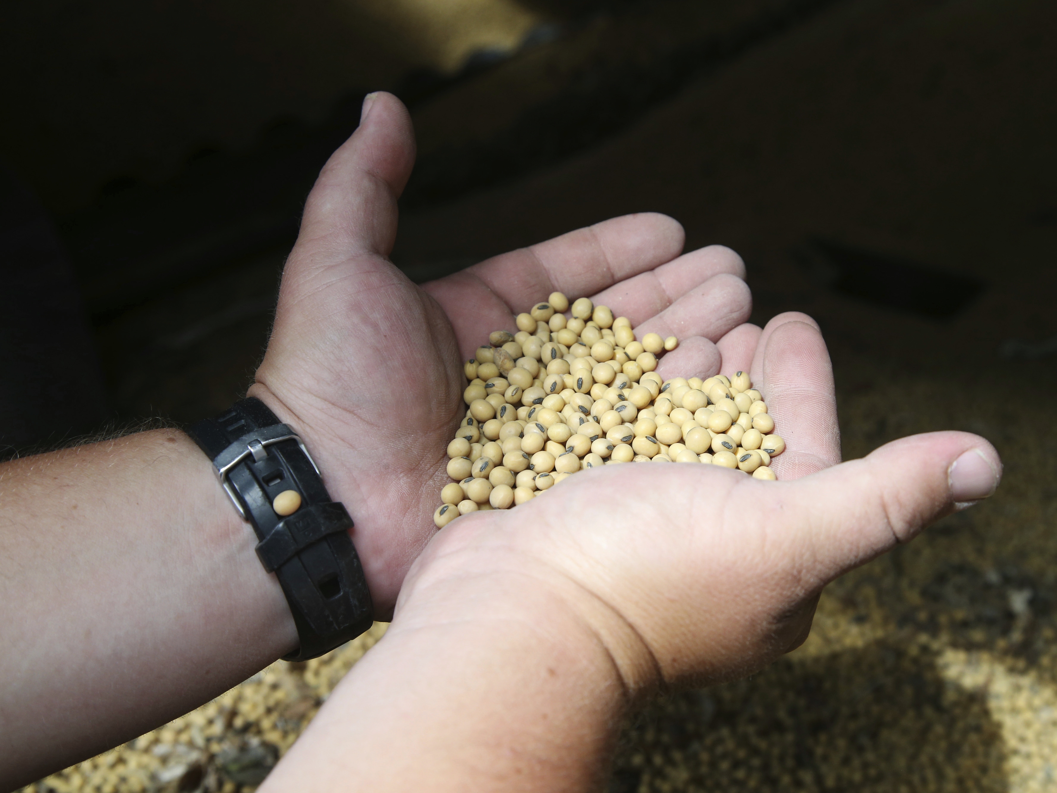 caption: In this 2018 photo, Minnesota soybean farmer Michael Petefish holds soybeans from his farm  in southern Minnesota. At that time, American farmers, like now, were worried about the possibility of an escalating trade war after tariffs were imposed on imports during the first Trump administration.