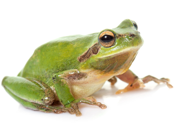 caption: Frog meat is among the many items imported from China that had been facing tariffs in a few weeks, but now the tariffs are delayed until December.