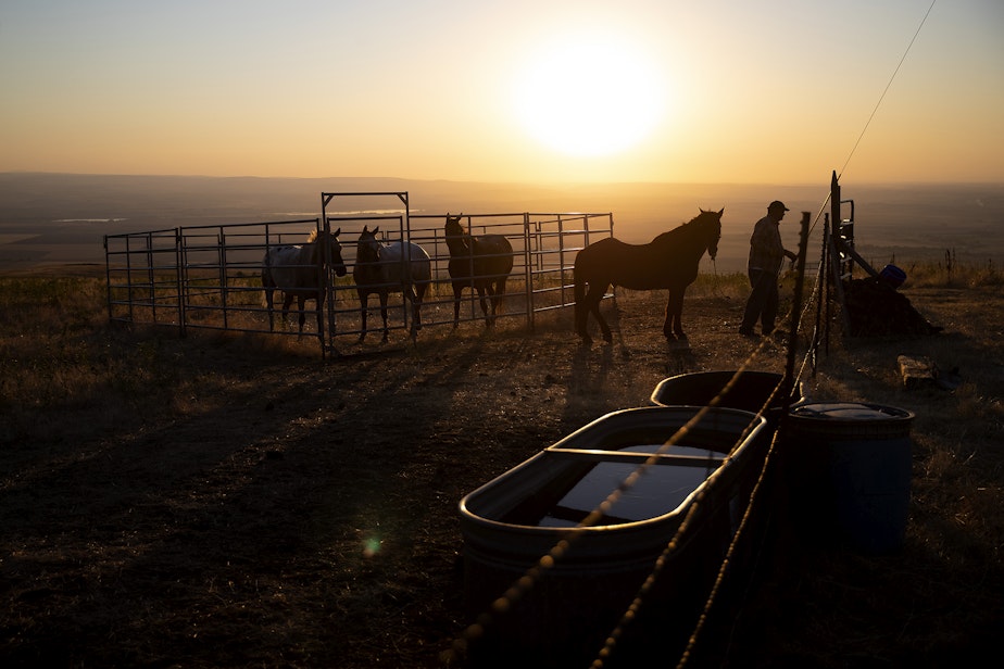 caption: Brian Conner tends to horses as the sun sets on Thursday,  August 11, 2022, in Pendleton, Oregon.