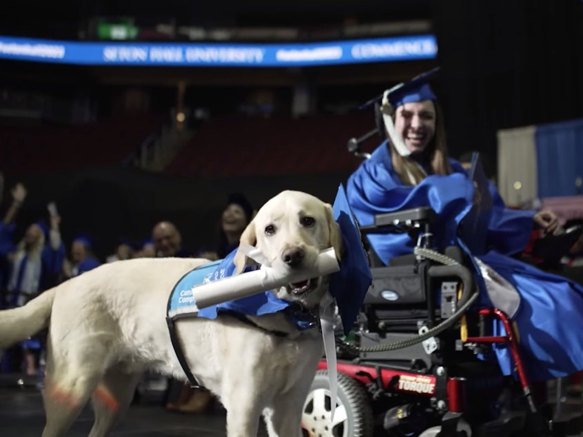 caption: Seton Hall University gave Grace Mariani's service dog, Justin, a special doggie diploma this week, to the delight of Mariani and her fellow graduates.