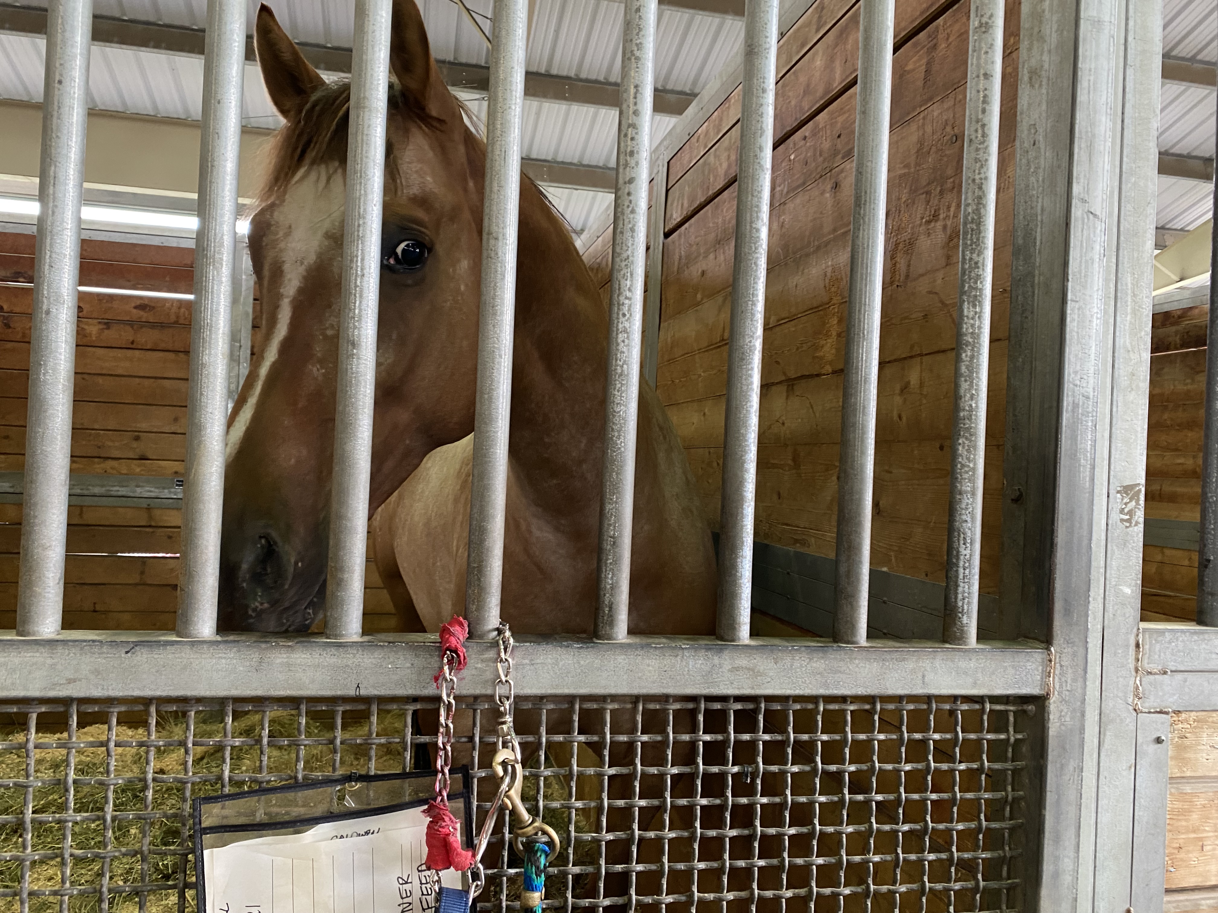 caption: “Golden,” the appaloosa kept playing with his lead rope chain to pass the time at the Spokane County Fair & Expo Center.